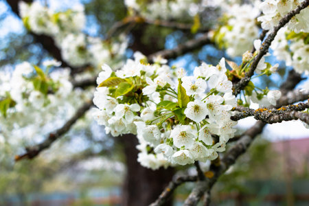 cherry blossom in spring, closeup of beautiful white flowersの写真素材