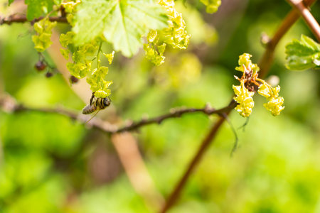 Honey bee collecting pollen from a green bush in springの写真素材