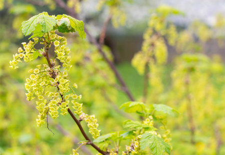 Close-up of blooming bush in spring garden.の写真素材