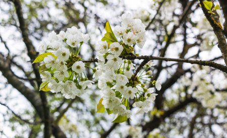 cherry blossom in spring time, white flowers blooming on treeの写真素材