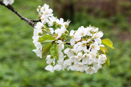 cherry blossom on a tree branch with green leaves in the backgroundの写真素材