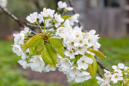 cherry blossom in spring, close-up of white flowersの写真素材