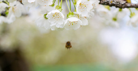 cherry blossom in spring time with a bee pollinating flower
