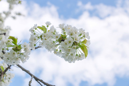 cherry blossom in spring time with blue sky and white cloudsの写真素材
