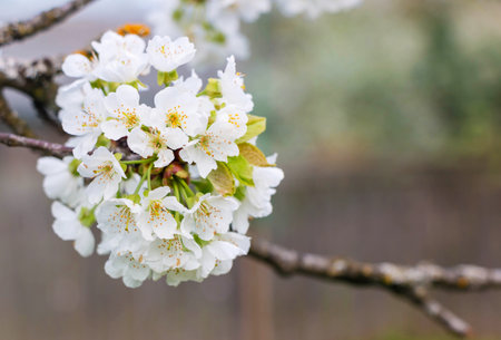 cherry blossom in springtime, close up of white flowersの写真素材
