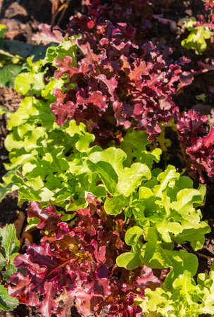 Red and green lettuce growing in the garden. Organic vegetable garden.の写真素材