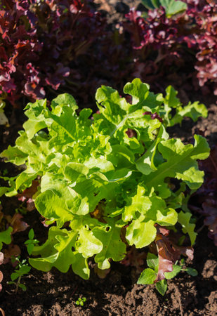 Organic hydroponic vegetable growing in the garden, selective focusの写真素材