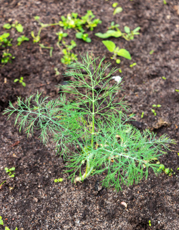 Dill seedlings growing in the garden. Selective focus.の写真素材