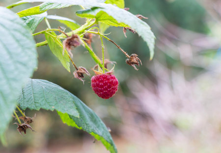 Raspberry in the garden. Selective focus with shallow depth of field.の写真素材