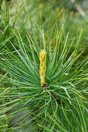 Young shoots of cedar tree in spring. Close-up, selective focus