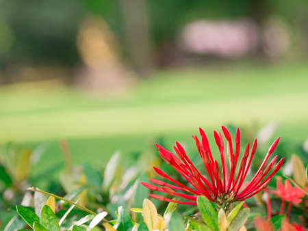 Ixora or rubiaceae flowers bud and leaves  on blurry green garden backgroundの写真素材