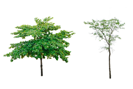 Trees isolated on white background with clipping pathの写真素材