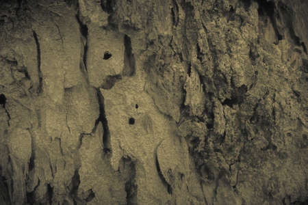 Vintage grunge wood bark texture backgroundの写真素材