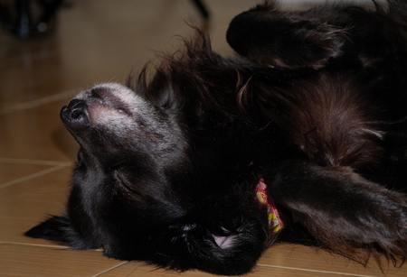 Cute black dog sleeping on the groundの写真素材