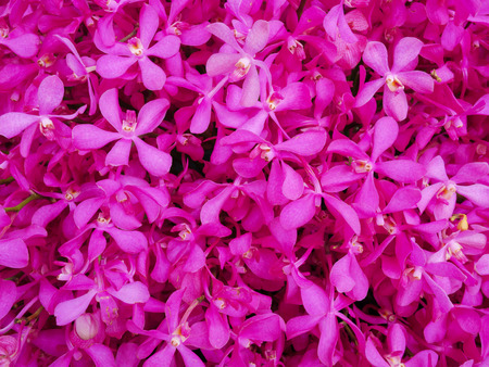 Blooming pink flowers backgroundの写真素材