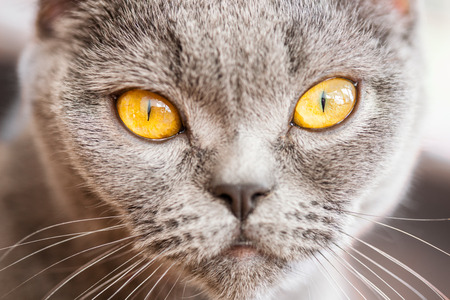 Cat's portrait at home - closeup shotの写真素材