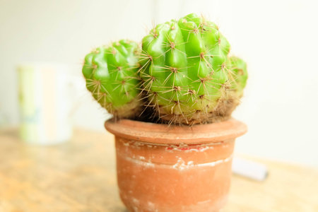 Green cactus in flower potの写真素材