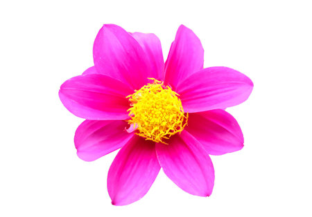 Red flower on white backgroundの写真素材