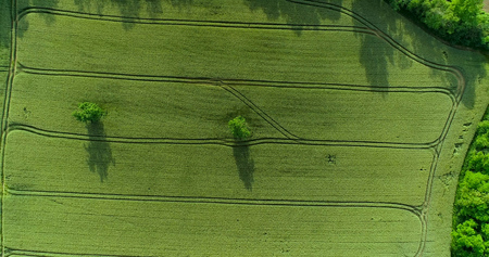 a tree in a field in aerial viewの写真素材