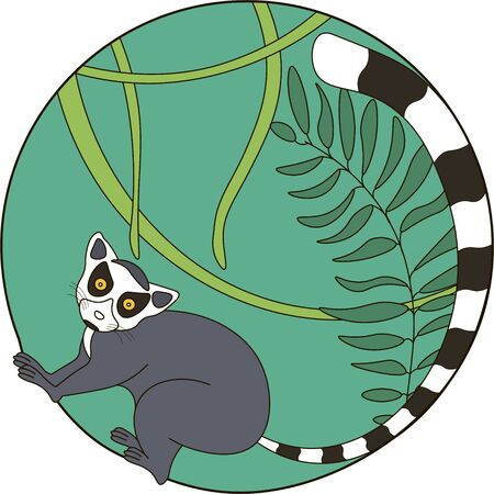 Lemur in jungle  isolated on white background.のイラスト素材