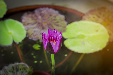 The lotus in the basin is beautifully blooming.の写真素材