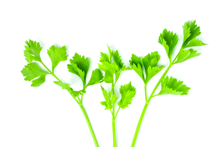 Fresh isolated celery or apium graveolens green vegetables are fragrance used in cooking on white backgroundの写真素材