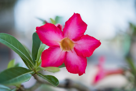 Mock Azalea or Adenium obsesum It is an ornamental plant and flower with pink Beautiful bloom.の写真素材
