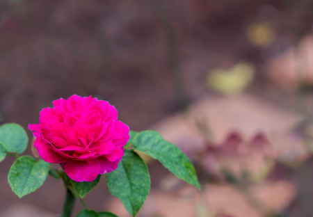 Roses pink (Rosa hybrids) are flowers that convey love. Popular for Valentine's Day on copy spaceの写真素材