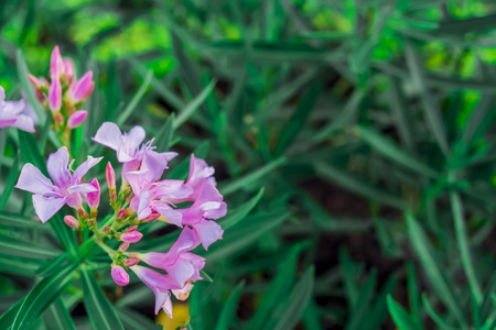 Pink flowers are blooming.の写真素材