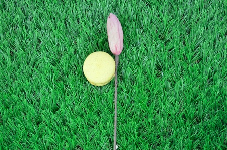 macaroons with Artificial flowers on grass Backgroud の写真素材