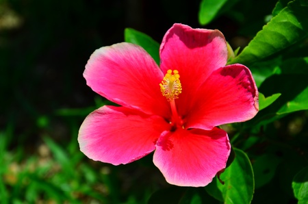 closed up of shoe flower
