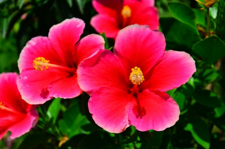closed up of shoe flowerの写真素材
