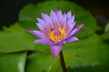 A Purple Lotus in poolの写真素材