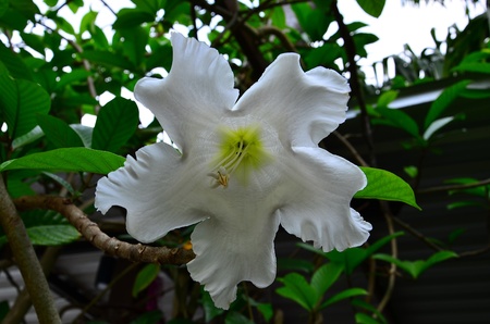 White flowerの写真素材