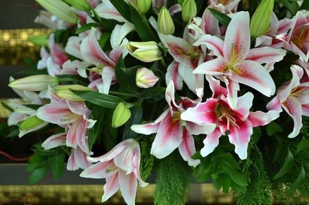 lily flowersの写真素材