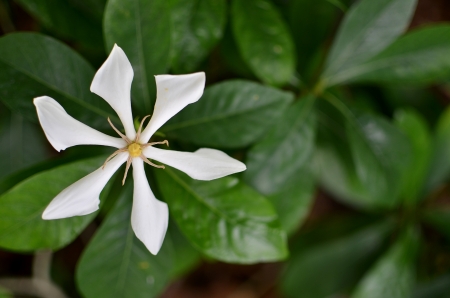 Sixth petal of White flower , backgroundの写真素材