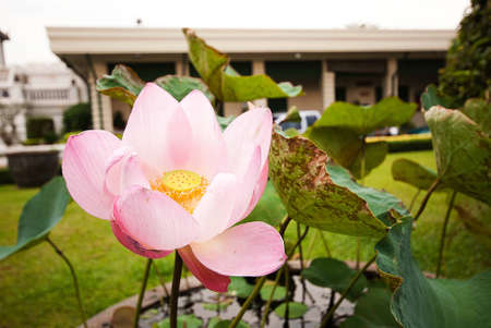Pink lotus