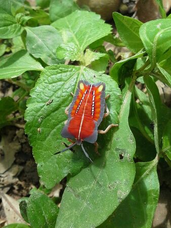 A bug on the leaf
