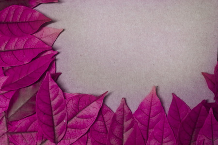 A leaves on a vintage color tone, grunge paper background.の写真素材