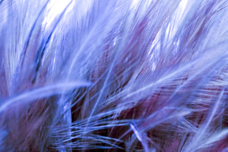 blue fluffy feathers on background - soft focusの写真素材