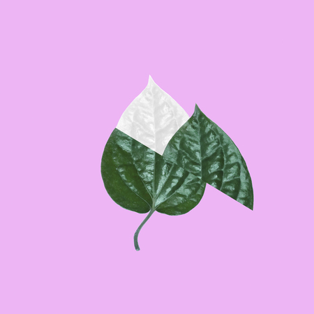 Creative minimal tropical Green Leaf on pink background. Flat lay. minimal idea concept.の写真素材