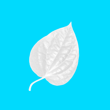 Layout of white leaves on pastel blue background. minimal idea concept. Flat lay.の写真素材