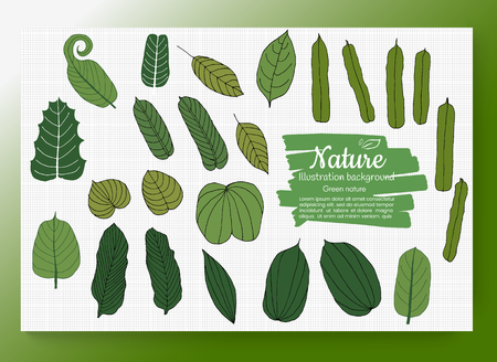 Hand drawn set of tropical leaves. jungle leaves, split leaf, set isolated on white background. Vector illustration.のイラスト素材
