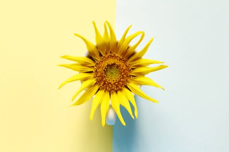 Creativity of sunflower with cup on pastel pink and blue background. Minimal idea summer concept....