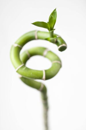 A twisted bamboo plantの写真素材