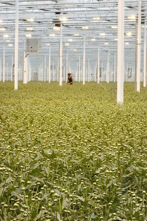 Large greenhouses with young plantsの写真素材