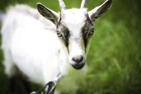 Goats graze の写真素材