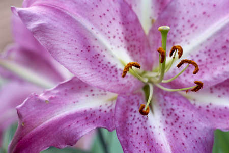 lilyの写真素材
