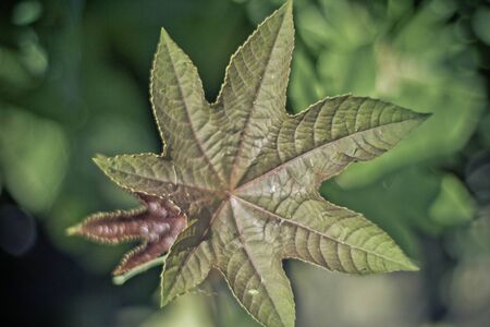 castor bean
