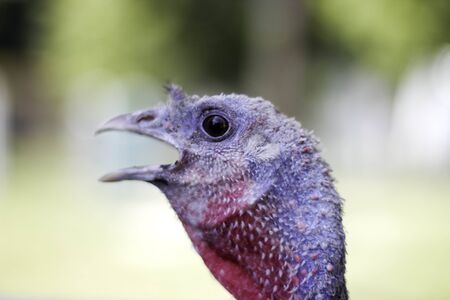 Portrait  turkey